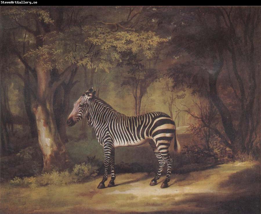 George Stubbs A Zebra